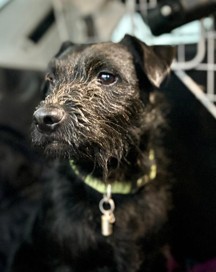 Images Silent But Deadly Pest Control