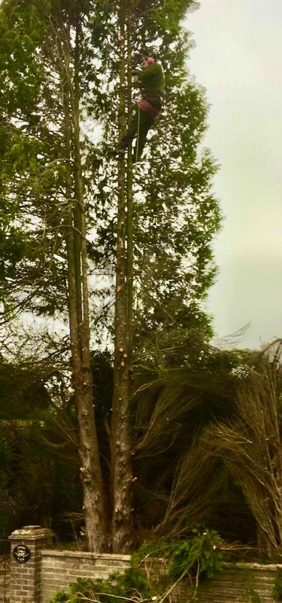 Images Hedges & Moor Services