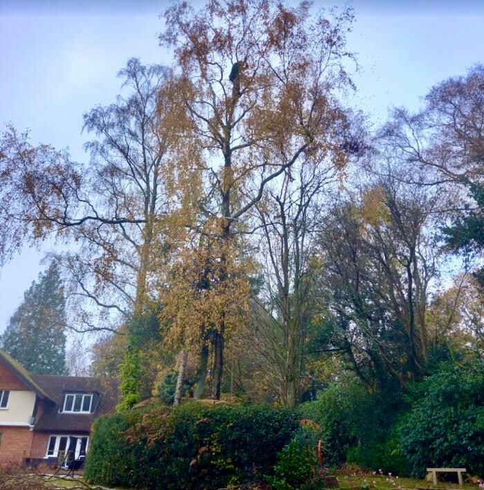 Images Hedges & Moor Services