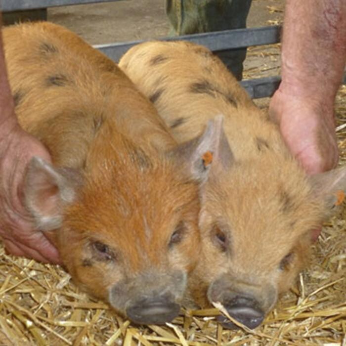 Images Newbridge Farm Cottages