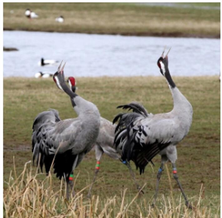 Images WWT Wildflower & Wetlands Trust