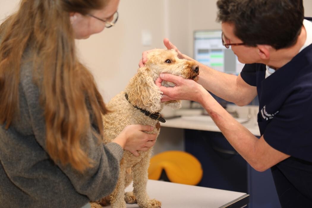 Images Hello Vet London Fields