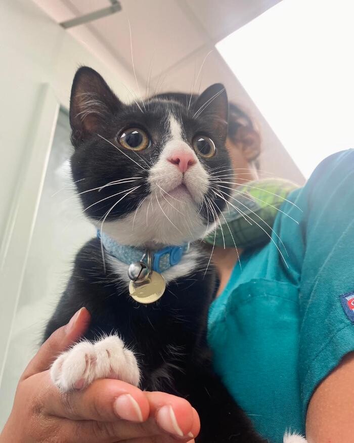 Images Croydon Veterinary Surgery