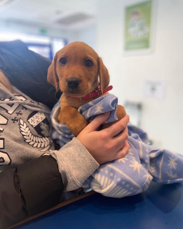 Images Croydon Veterinary Surgery