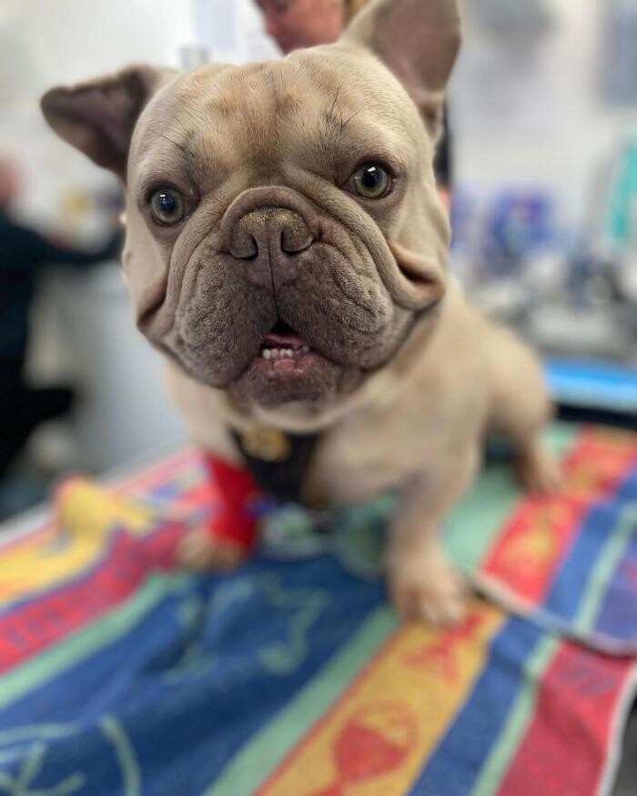 Images Croydon Veterinary Surgery