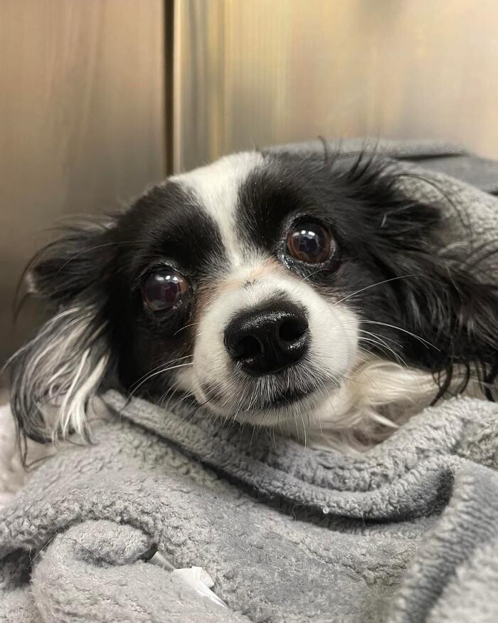 Images Croydon Veterinary Surgery