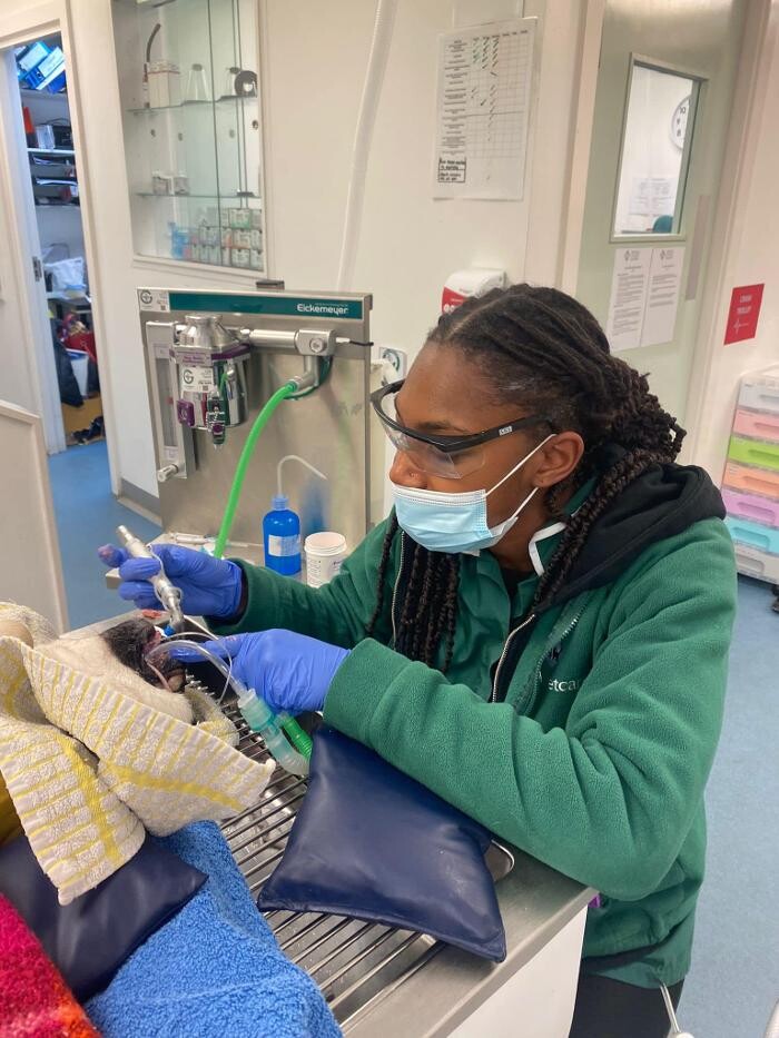 Images Croydon Veterinary Surgery