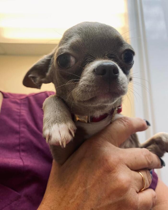 Images Croydon Veterinary Surgery