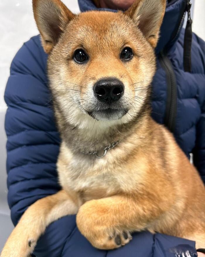 Images Croydon Veterinary Surgery