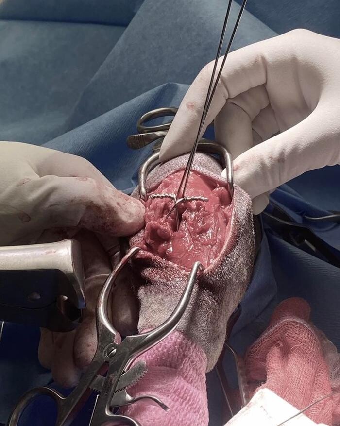 Images Croydon Veterinary Surgery