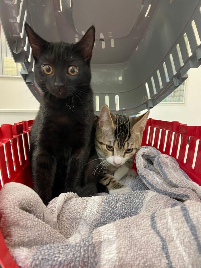 Images Croydon Veterinary Surgery