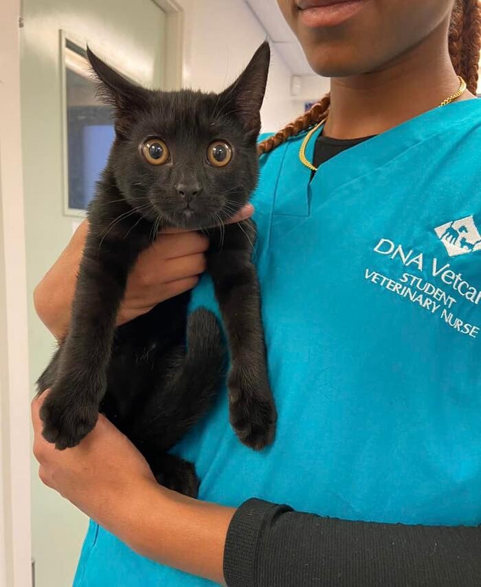 Images Croydon Veterinary Surgery