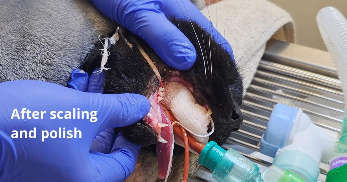 Images Croydon Veterinary Surgery