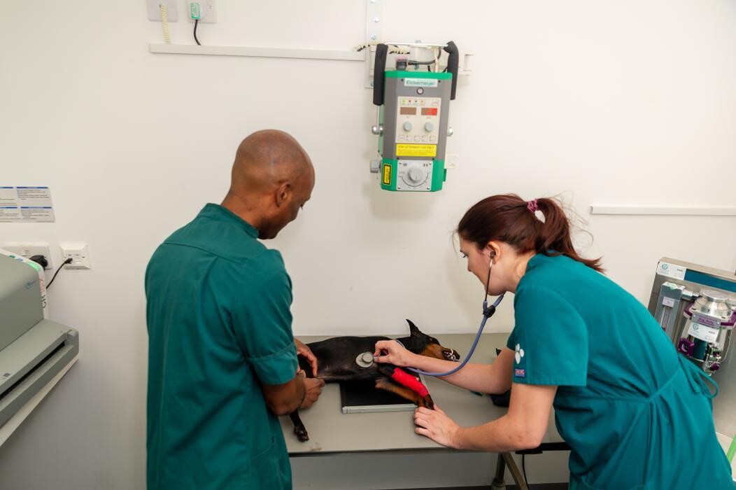 Images Croydon Veterinary Surgery