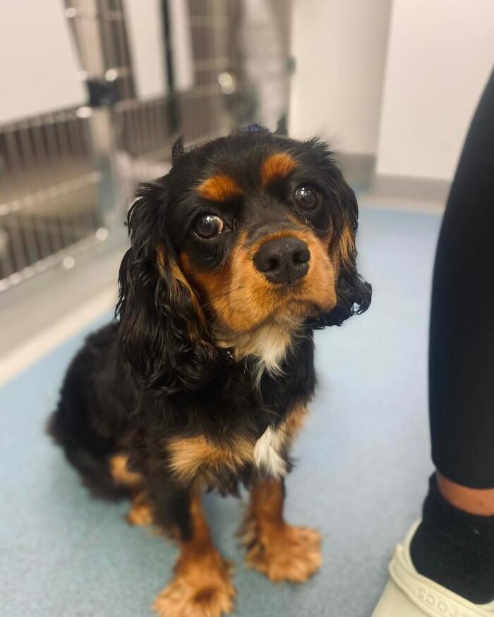 Images Croydon Veterinary Surgery