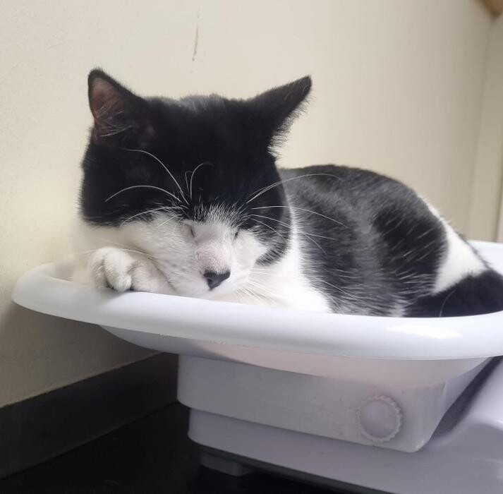 Images Croydon Veterinary Surgery