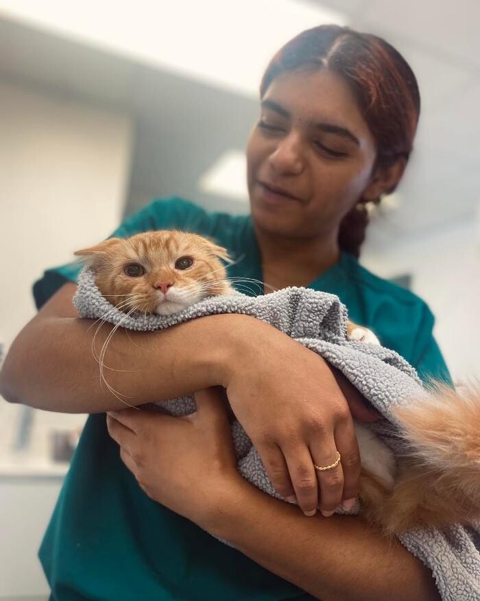 Images Croydon Veterinary Surgery