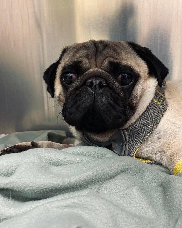 Images Croydon Veterinary Surgery