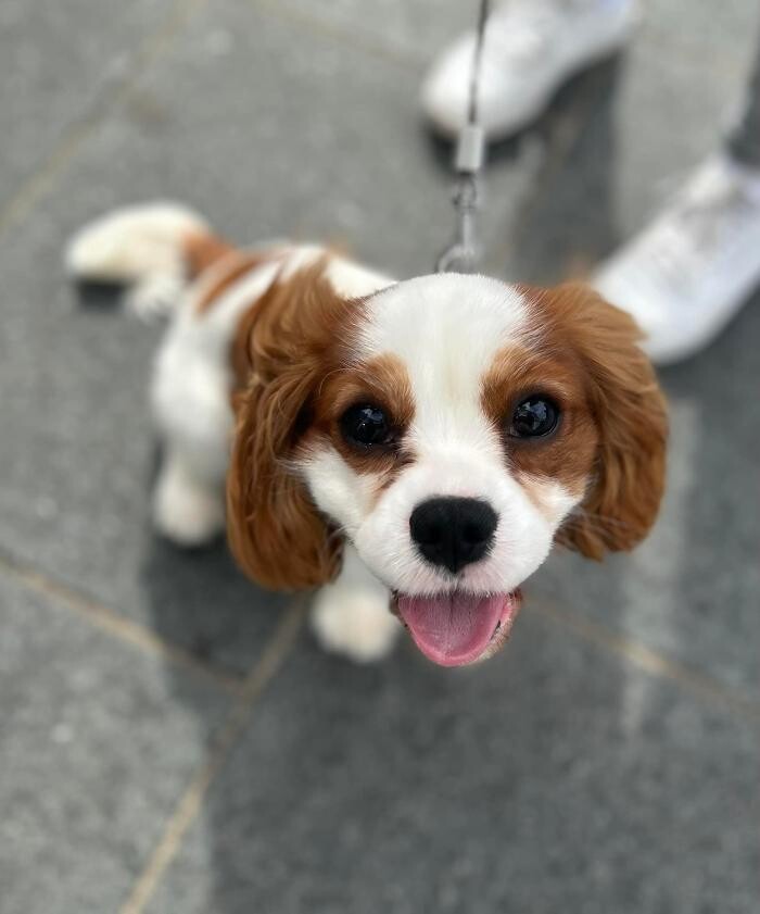 Images Croydon Veterinary Surgery