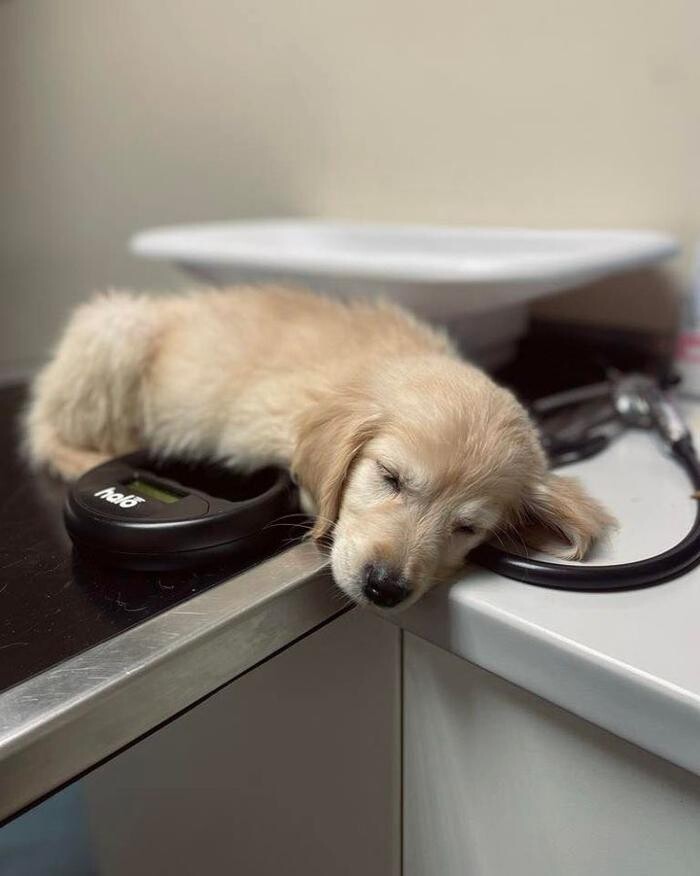 Images Croydon Veterinary Surgery