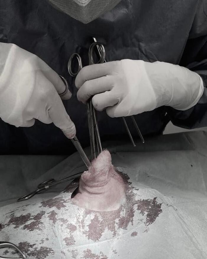 Images Croydon Veterinary Surgery