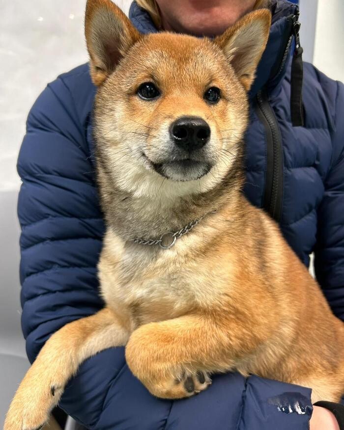 Images Croydon Veterinary Surgery