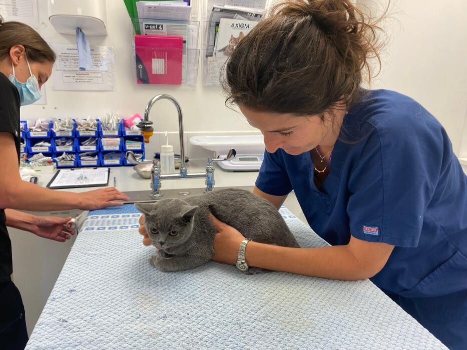 Images Croydon Veterinary Surgery