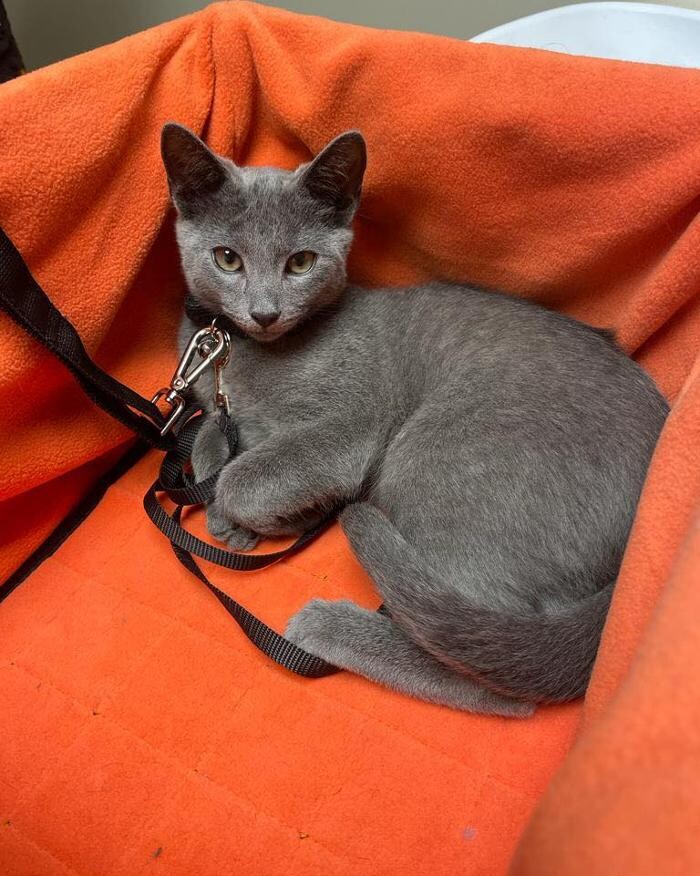 Images Croydon Veterinary Surgery