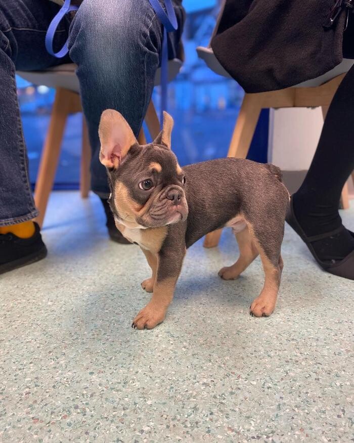 Images Croydon Veterinary Surgery