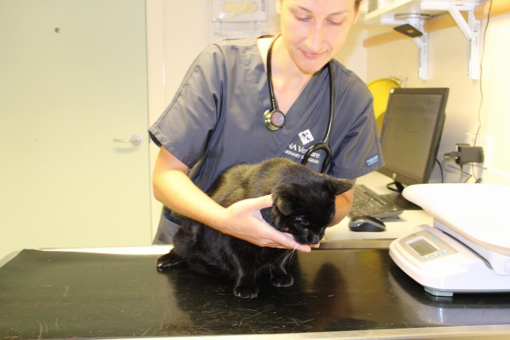 Images Croydon Veterinary Surgery