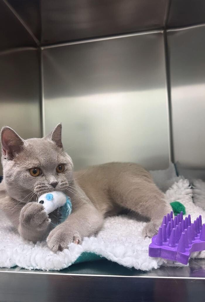 Images Croydon Veterinary Surgery