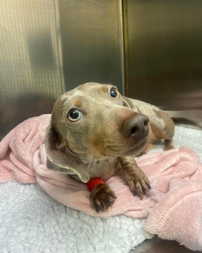 Images Croydon Veterinary Surgery