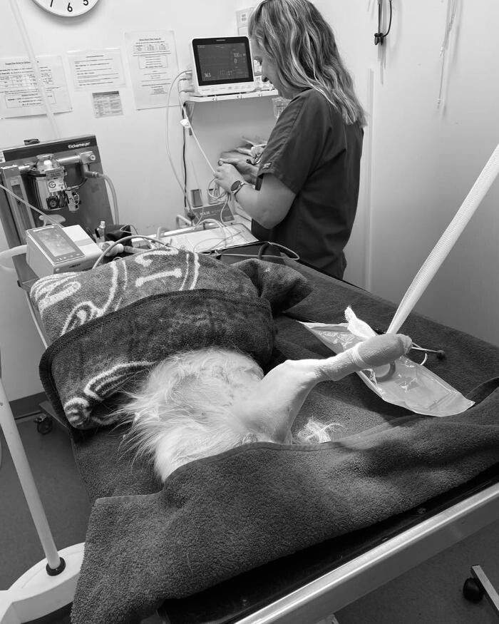 Images Croydon Veterinary Surgery