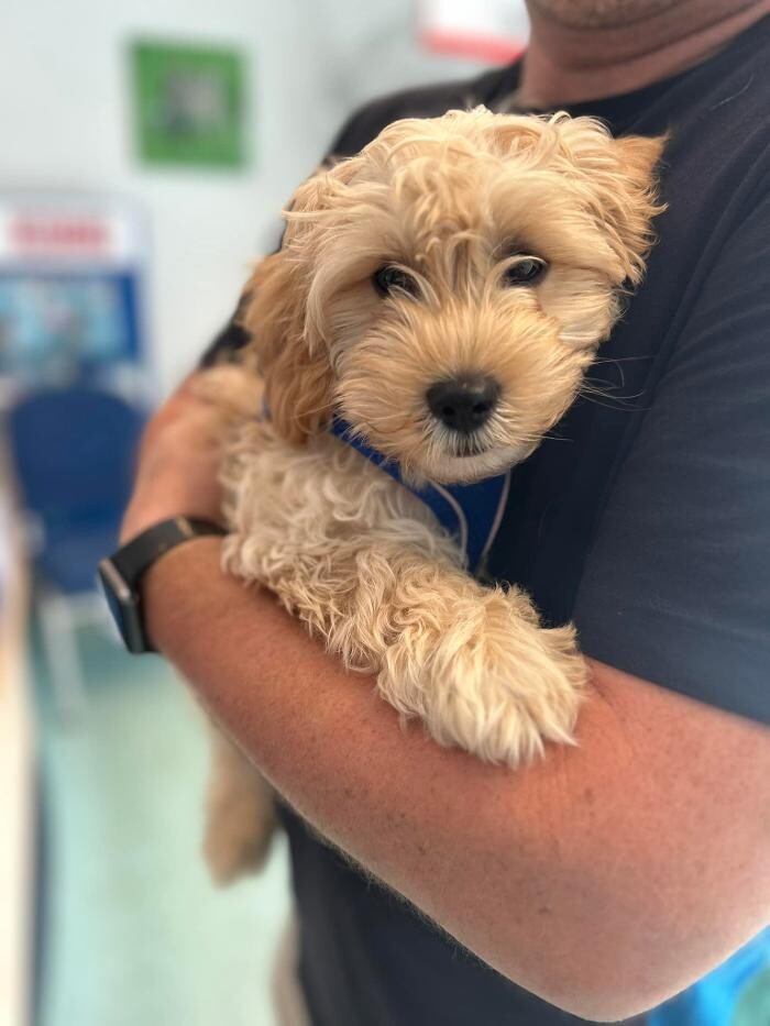 Images Croydon Veterinary Surgery