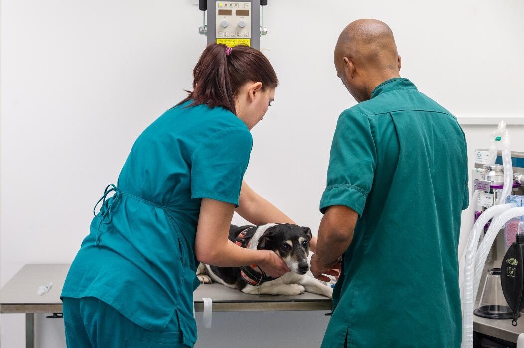 Images Croydon Veterinary Surgery