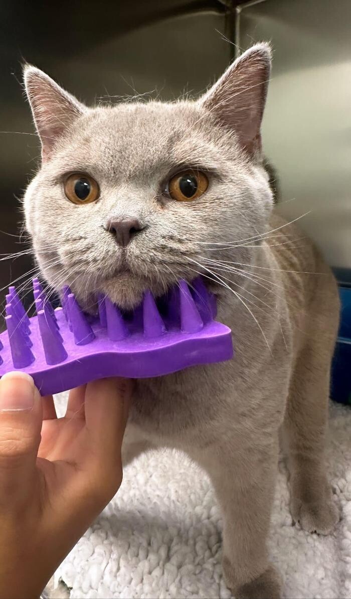 Images Croydon Veterinary Surgery