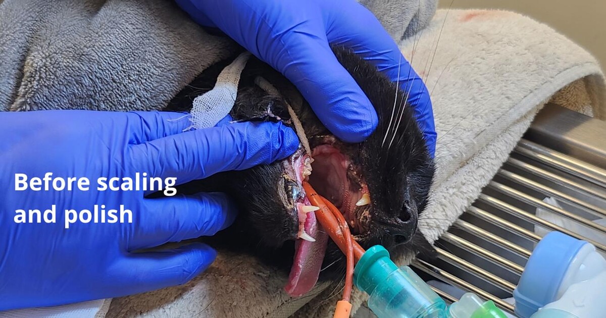 Images Croydon Veterinary Surgery