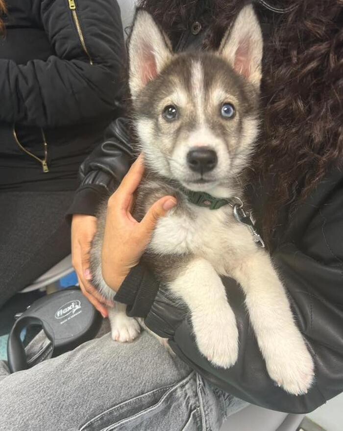 Images Croydon Veterinary Surgery