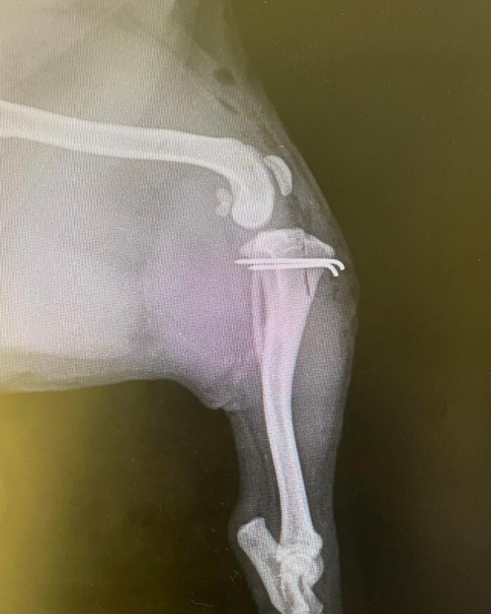 Images Croydon Veterinary Surgery