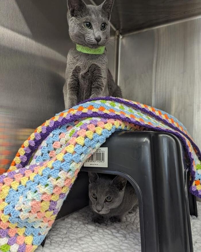 Images Canterbury Veterinary Surgery