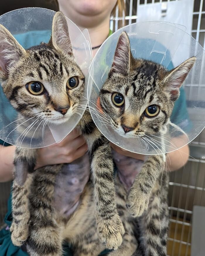 Images Canterbury Veterinary Surgery