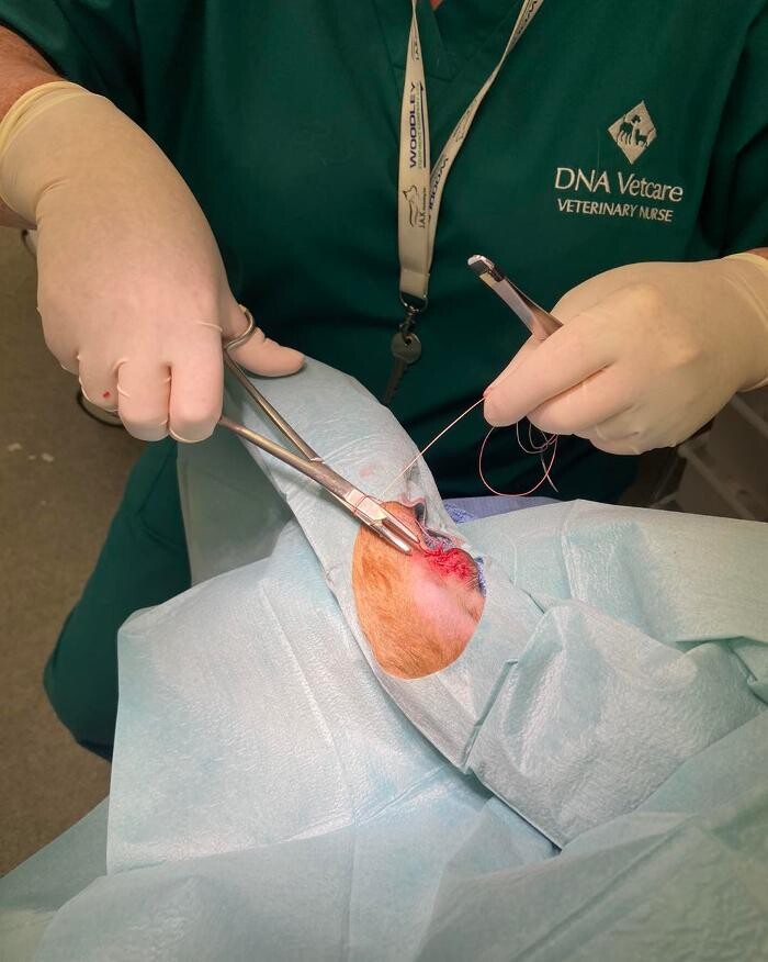 Images Canterbury Veterinary Surgery