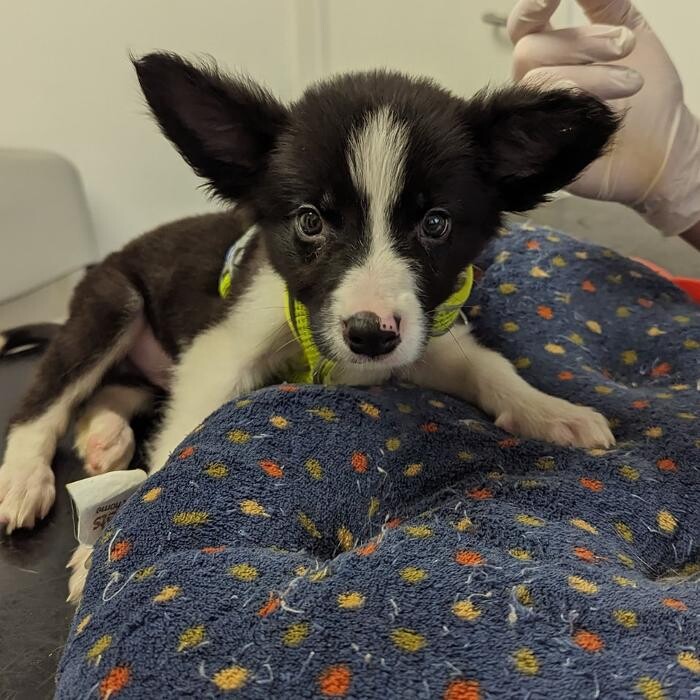 Images Canterbury Veterinary Surgery