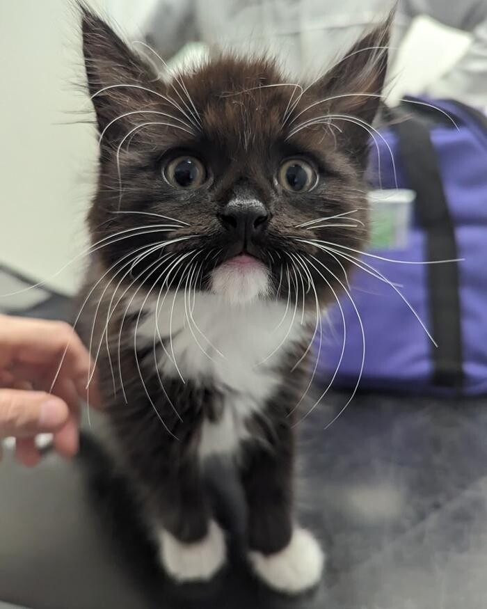 Images Canterbury Veterinary Surgery