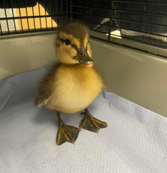 Images Canterbury Veterinary Surgery