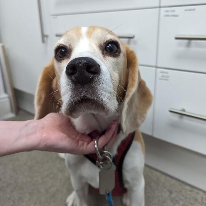 Images Canterbury Veterinary Surgery
