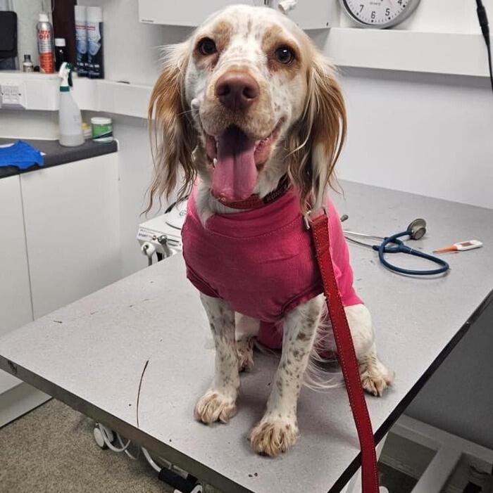 Images Canterbury Veterinary Surgery