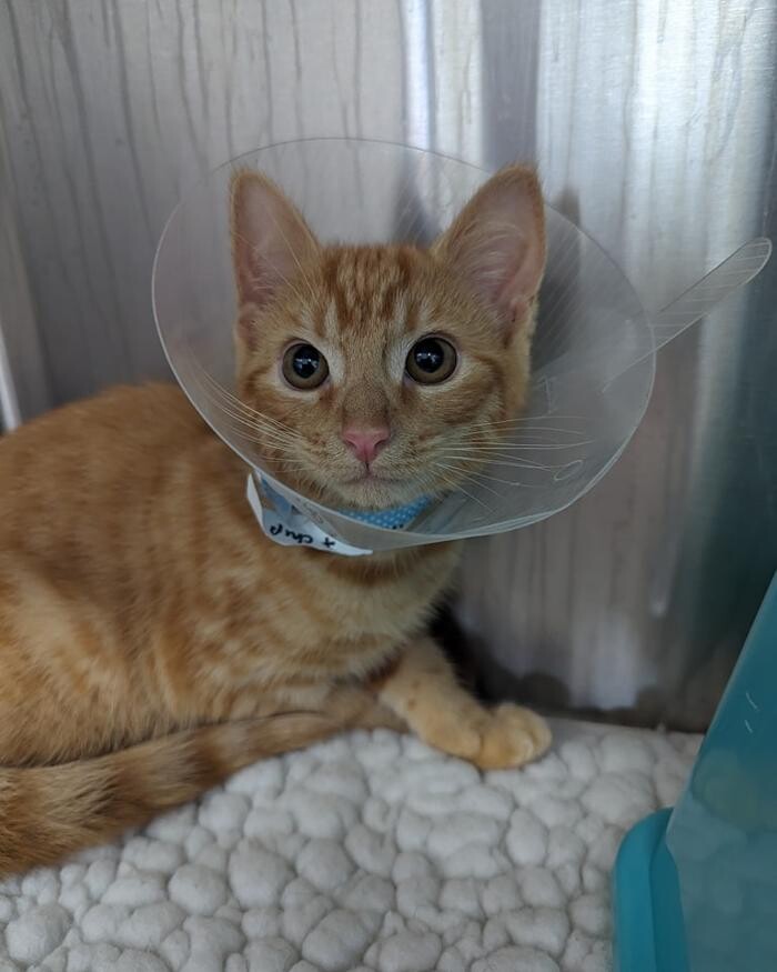 Images Canterbury Veterinary Surgery