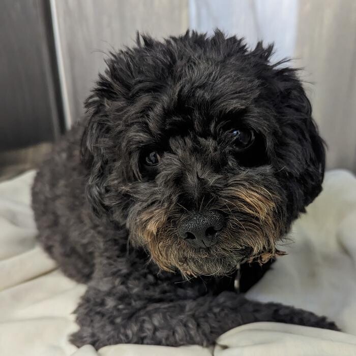 Images Canterbury Veterinary Surgery