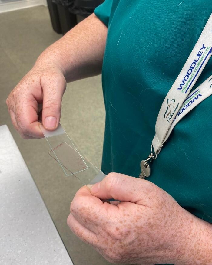 Images Canterbury Veterinary Surgery